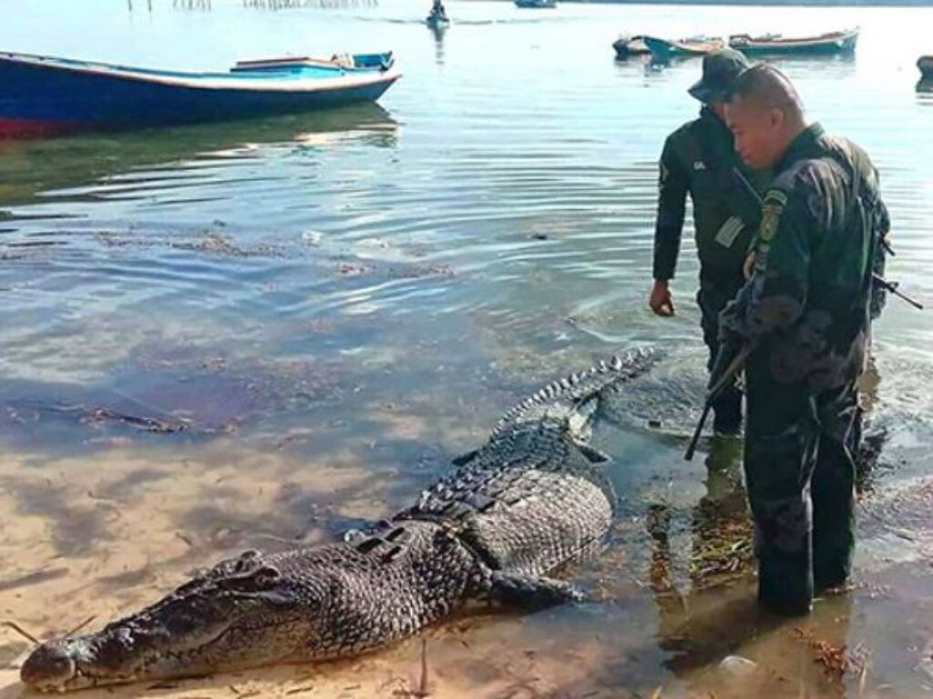 Bách khoa toàn thư về cá sấu nước mặn